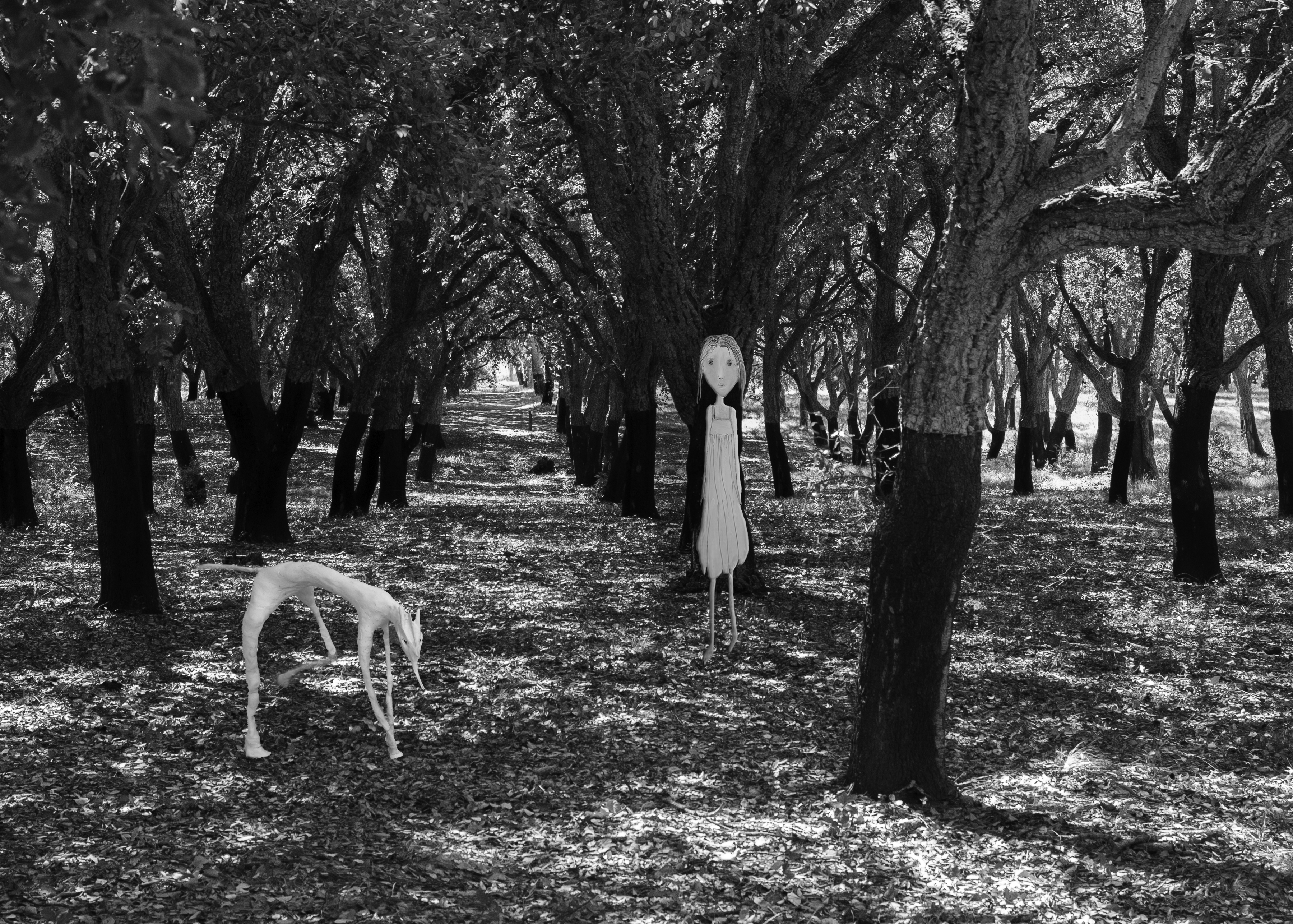 Walking dog in cork dorest